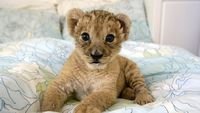 pic for Lion Cub 